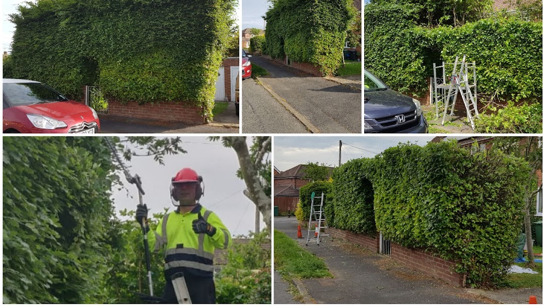 hedge trimming company in devon